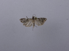 Eudonia minualis