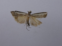 Orocrambus flexuosellus