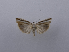 Orocrambus vittellus