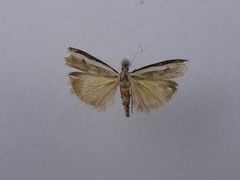 Orocrambus flexuosellus