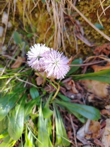 Leafless-stemmed Globularia (Globularia nudicaulis)