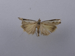 Orocrambus flexuosellus