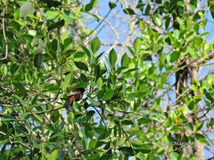 Icterus spurius