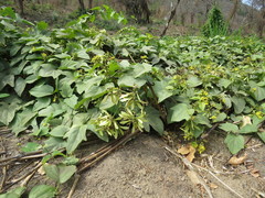 Stigmaphyllon retusum