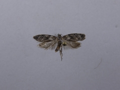 Izatha convulsella