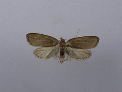 Phaeosaces coarctatella