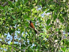 Icterus spurius