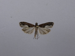 Eudonia hemiplaca