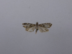 Eudonia minualis