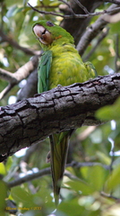 Psittacara holochlorus