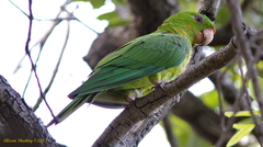 Psittacara holochlorus