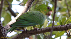 Psittacara holochlorus