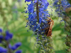 Eriopygodes imbecilla