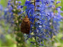 Eriopygodes imbecilla