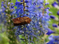 Eriopygodes imbecilla