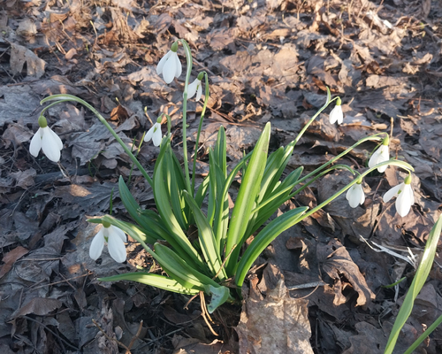 Snowdrop (Galanthus plicatus)