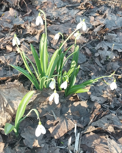 Galanthus plicatus, photograph 1