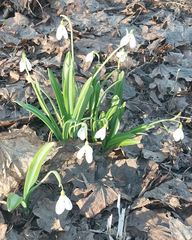 Galanthus plicatus, photograph (c) Fyodor Pudovikov, some rights reserved (CC BY)