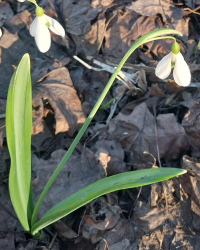 Galanthus plicatus, photograph 2