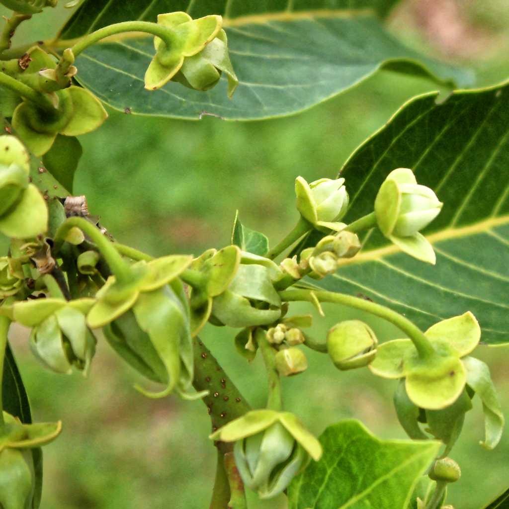 Cananga odorata, Makouké, Ogooue Et Des Lacs, Gabon