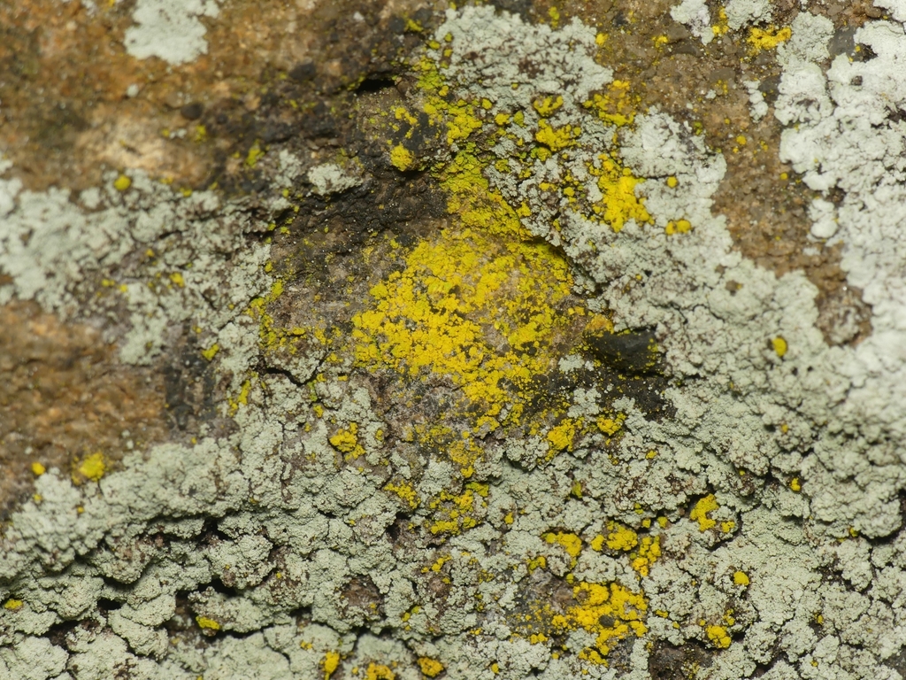 K-red Islets