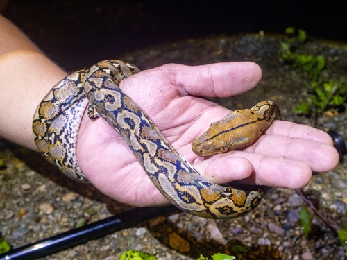 Malayopython reticulatus