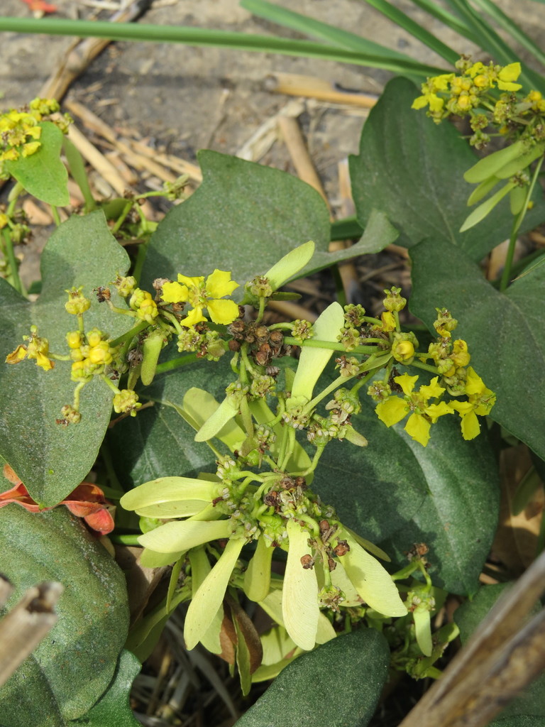 Stigmaphyllon retusum