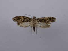 Lysiphragma epixyla