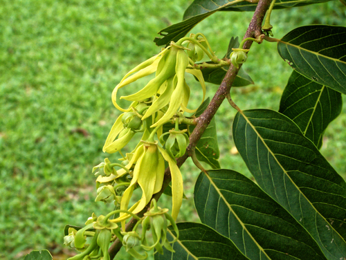 Cananga odorata