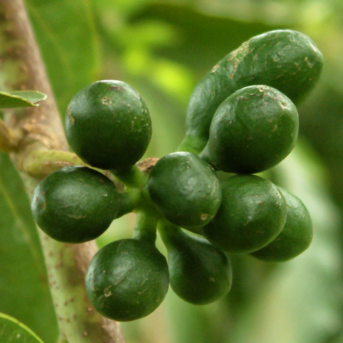 Cananga odorata