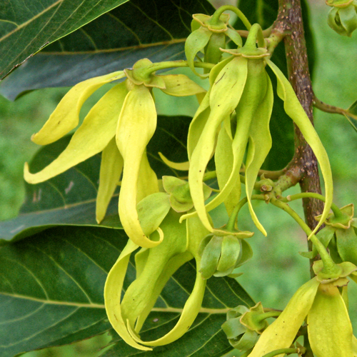 Cananga odorata