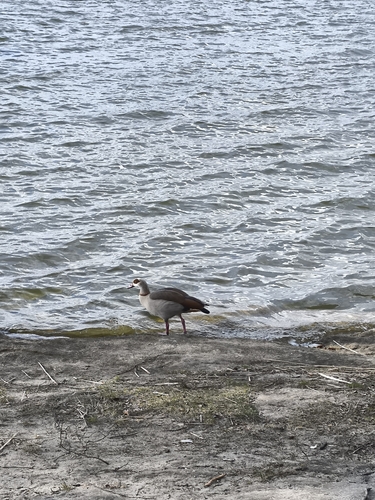 iNaturalist: (c) jedlik01, some rights reserved (CC BY-NC) iNaturalist image