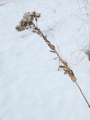 Solidago rigida rigida