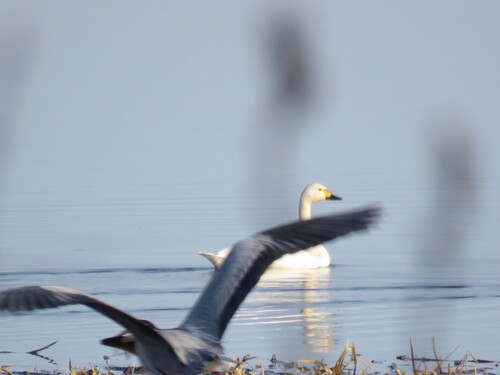Cygne de Bewick