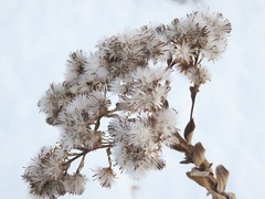 Solidago rigida rigida