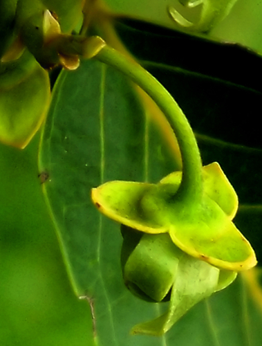 Cananga odorata
