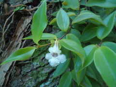 Codonanthe gracilis