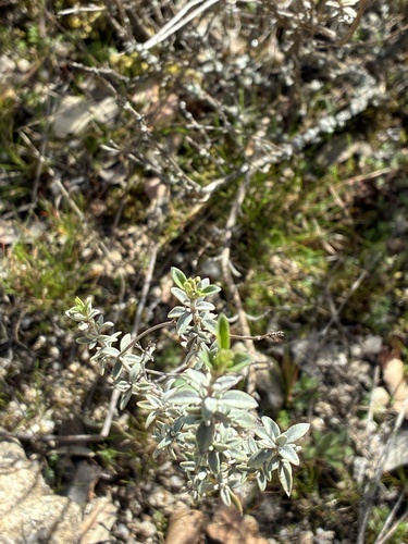 Mastic Thyme (Thymus mastichina)