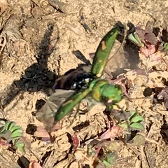Cicindela ohlone