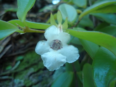 Codonanthe gracilis