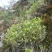 Adenonema cherleriae - Photo (c) Daba,  זכויות יוצרים חלקיות (CC BY-NC), הועלה על ידי Daba