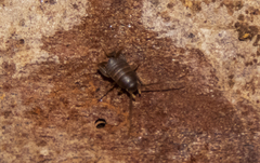 Myrmecophilus pergandei