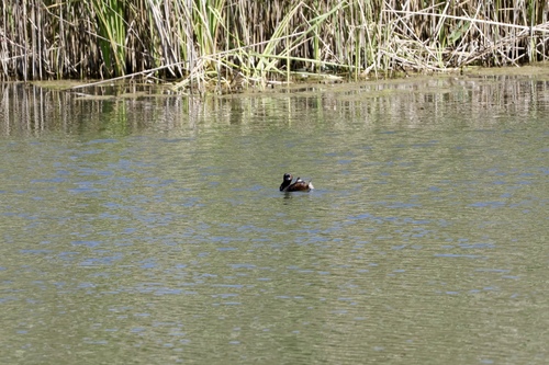 iNaturalist: (c) mmostert12, some rights reserved (CC BY-NC) iNaturalist image