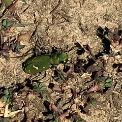 Cicindela ohlone