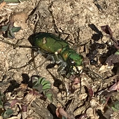 Cicindela ohlone
