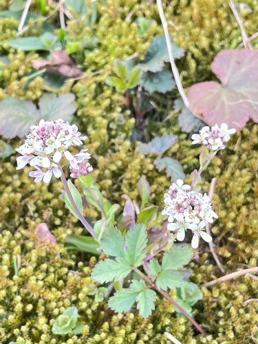 Alpine Pennycress (Noccaea caerulescens)