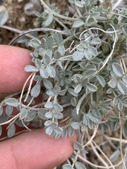 Astragalus mohavensis