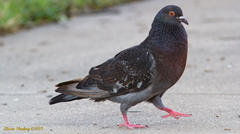Columba livia