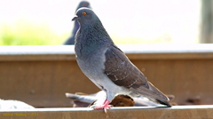 Columba livia