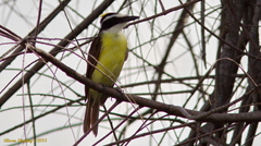 Pitangus sulphuratus